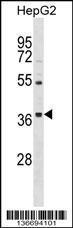 Anti-ORAI3 Rabbit Polyclonal Antibody (Biotin)