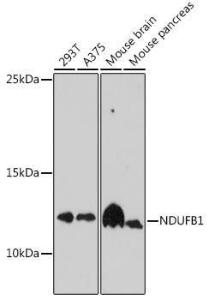 Anti-NDUFB1 Rabbit Polyclonal Antibody