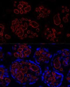 Immunofluorescence analysis of rat small colon using Anti-CD31 Antibody [ARC50362] (A305352) at a dilution of 1:300 (40x lens). DAPI was used to stain the cell nuclei (blue)