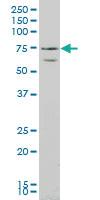 Anti-RUNX2 Mouse Monoclonal Antibody [clone: 4B4]