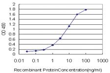 Anti-MSH5 Mouse Monoclonal Antibody [clone: 1C11]