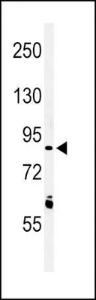 Anti-LRRN3 Rabbit Polyclonal Antibody (Biotin)