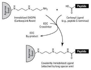 Pierce™, CarboxyLink™ Immobilisation Kit