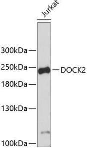 Antibody anti-DOCK2 100 µl