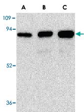 Anti-NGFR Rabbit Polyclonal Antibody