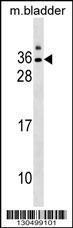 Anti-GJE1 Rabbit Polyclonal Antibody (FITC (Fluorescein Isothiocyanate))