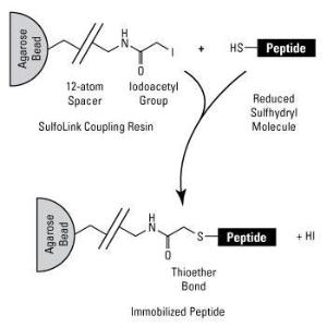 SulfoLink™ Coupling Resin