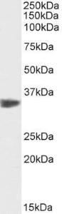 Anti-PCNA antibody