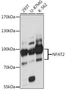 Western blot analysis of extracts of various cell lines, using Anti-NFAT2 Antibody (A93268) at 1:1,000 dilution