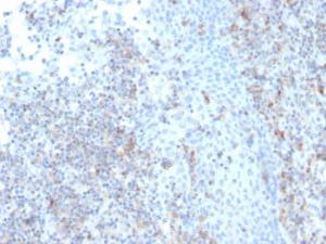 Immunohistochemical analysis of formalin-fixed, paraffin-embedded human tonsil using Anti-ICAM3 Antibody [rICAM3/1019]