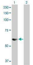 Anti-SNX25 Rabbit Polyclonal Antibody