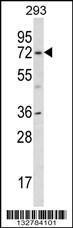 Anti-KCND1 Rabbit Polyclonal Antibody