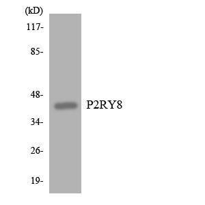 Western blot analysis of the lysates from COLO205 cells using Anti-P2RY8 Antibody