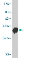 Anti-BCAS1 Mouse Monoclonal Antibody [clone: 1B5]