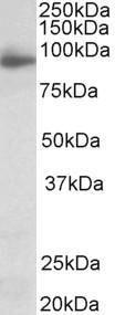 Antibody anti-NLGN4X 100 µg