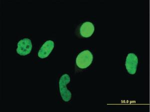 Anti-RUNX1 Mouse Monoclonal Antibody [clone: 3A8]