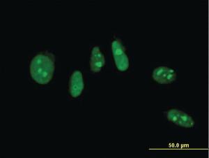 Anti-NHLH2 Mouse Monoclonal Antibody [clone: 3E11]