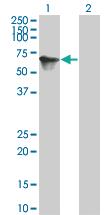 Anti-TOE1 Mouse Monoclonal Antibody [clone: 2D7]