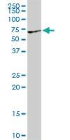 Anti-VRK2 Rabbit Polyclonal Antibody