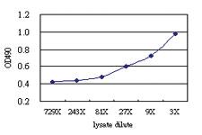 Anti-ANXA1 Antibody Pair