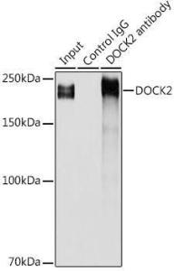 Antibody anti-DOCK2 100 µl