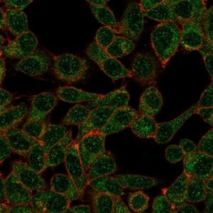 Immunofluorescent analysis of PFA-fixed HeLa cells stained with Anti-IRF9 Antibody [PCRP-IRF9-2F8] followed by Goat Anti-Mouse IgG (CF&#174; 488) (Green). Counterstain (Red).