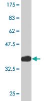 Anti-PCDHGA10 Mouse Monoclonal Antibody [clone: 3A7]