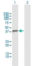 Anti-MSI1 Rabbit Polyclonal Antibody