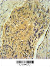 Anti-AVP Rabbit Polyclonal Antibody (AP (Alkaline Phosphatase))