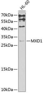 Western blot analysis of extracts of HL-60 cells, using Anti-MXD1 Antibody (A3613) at 1:1,000 dilutio