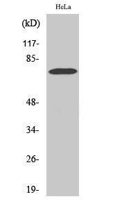 Western blot analysis of COLO205 cells using Anti-YAP Antibody