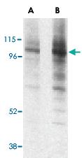 Anti-LAMP1 Rabbit Polyclonal Antibody