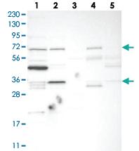 Anti-TRIM41 Rabbit Polyclonal Antibody