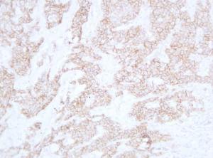 Anti-pan Cadherin Mouse Monoclonal Antibody [clone: ABT-CDHE]