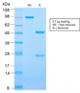 Anti-ICAM3 Rabbit Recombinant Antibody [clone: ICAM3/2873R]