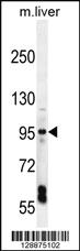 Anti-EXOC3L Rabbit Polyclonal Antibody [clone: 153CT43.1.1]