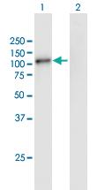 Anti-GSG2 Mouse Polyclonal Antibody