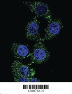 Anti-C4orf21 Rabbit Polyclonal Antibody [clone: 153CT43.1.1]