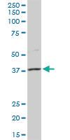 Anti-MSI1 Rabbit Polyclonal Antibody