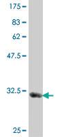 Anti-MYL1 Mouse Polyclonal Antibody