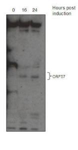 Anti-KSHV ORF 57 Rabbit Polyclonal Antibody (AP (Alkaline Phosphatase))