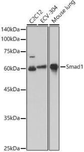 Antibody A309166-100 100 µl