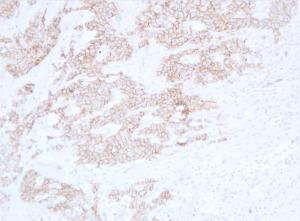 Anti-pan Cadherin Mouse Monoclonal Antibody [clone: ABT-CDHE]