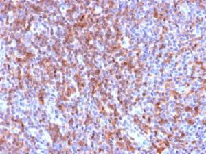 Anti-ICAM3 Rabbit Recombinant Antibody [clone: ICAM3/2873R]