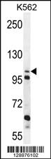 Anti-C4orf21 Rabbit Polyclonal Antibody [clone: 153CT43.1.1]