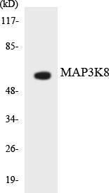 Western blot analysis of the lysates from HeLa cells using Anti-MAP3K8 Antibody