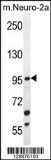 Anti-C4orf21 Rabbit Polyclonal Antibody [clone: 153CT43.1.1]