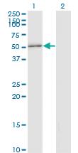 Anti-STAU2 Mouse Monoclonal Antibody [clone: 3B7]