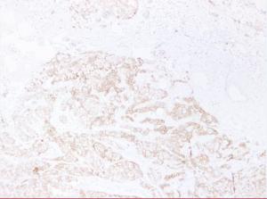 Anti-pan Cadherin Mouse Monoclonal Antibody [clone: ABT-CDHE]