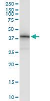 Anti-MSI1 Rabbit Polyclonal Antibody